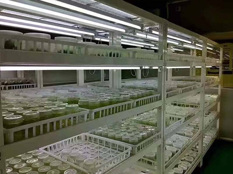 培養(yǎng)架、組培架、光照培養(yǎng)架