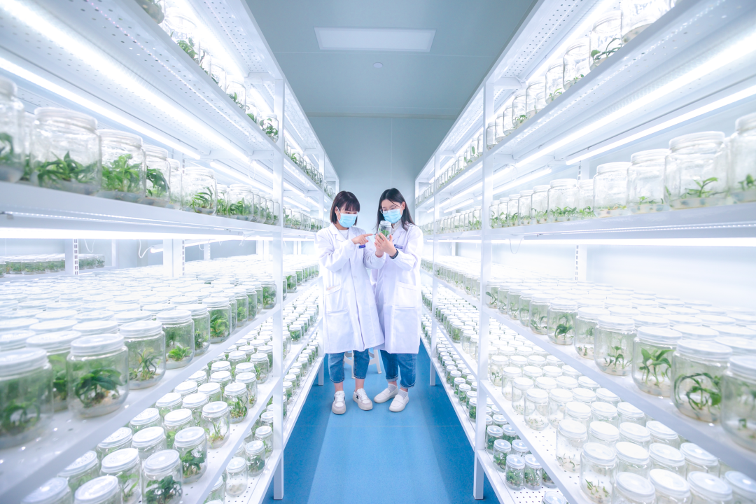 組培架，培養(yǎng)架，光照培養(yǎng)架